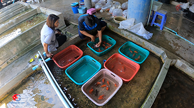 Malawi Cichlid Fish Farm For Export From Thailand